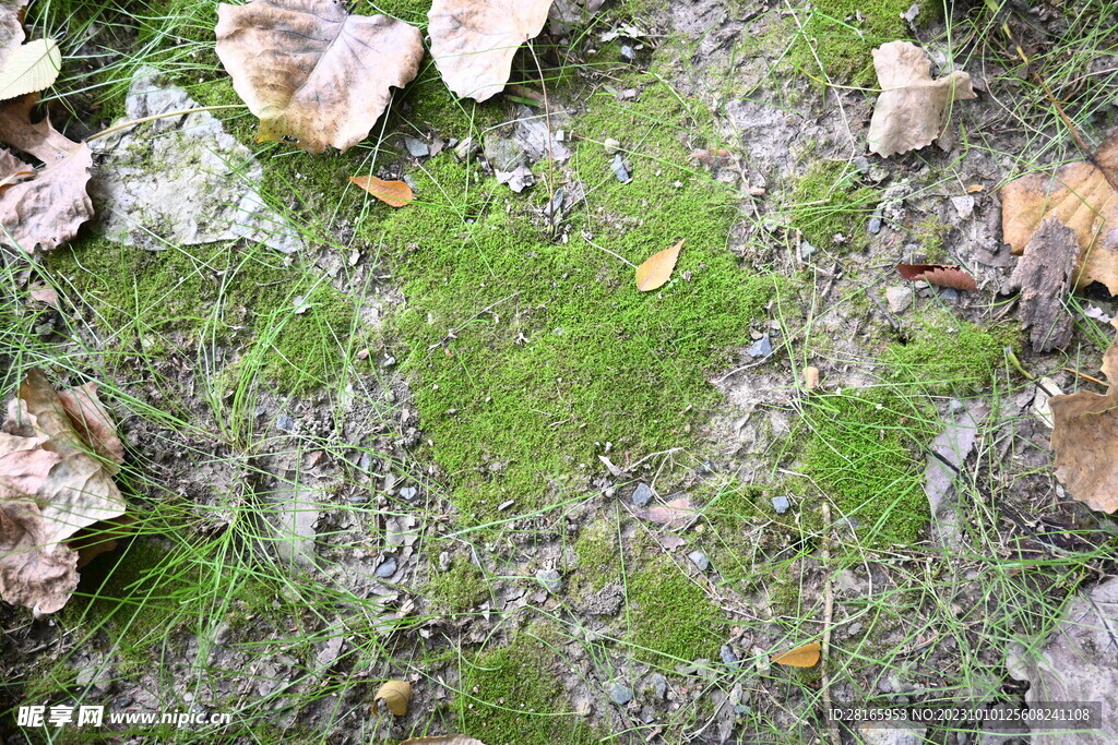 苔藓 青苔  造景植物 微景