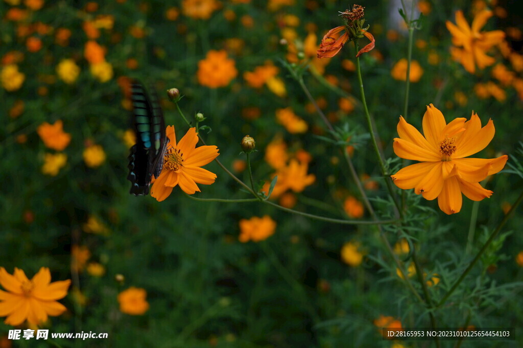 金鸡菊 黄色花朵 蝴蝶 