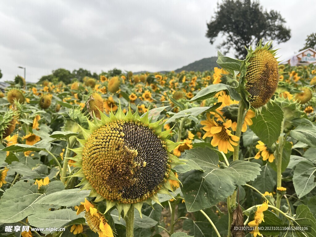 花海