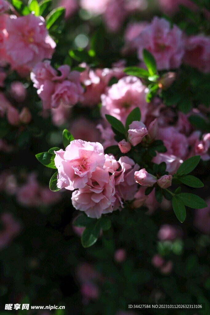 杜鹃花