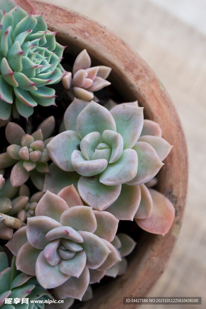 绿植多肉