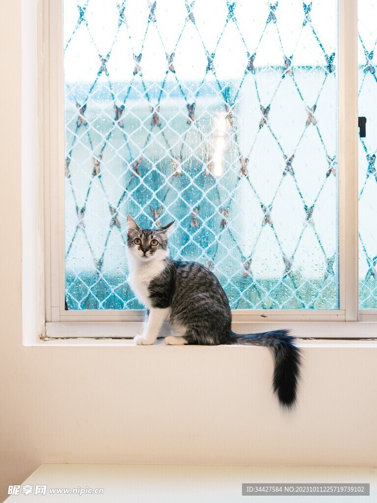 猫咪