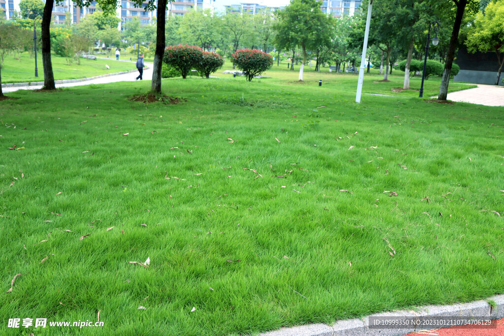 绿草地