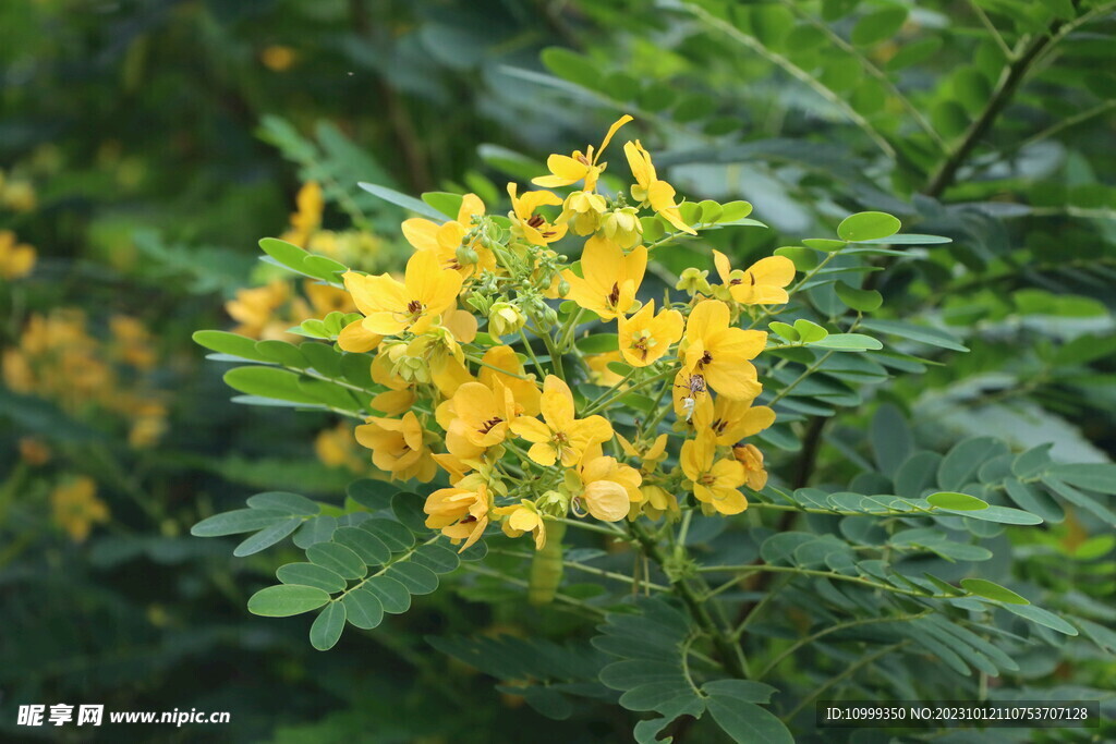 黄槐决明花