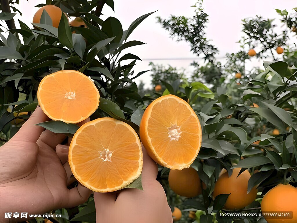 橙子