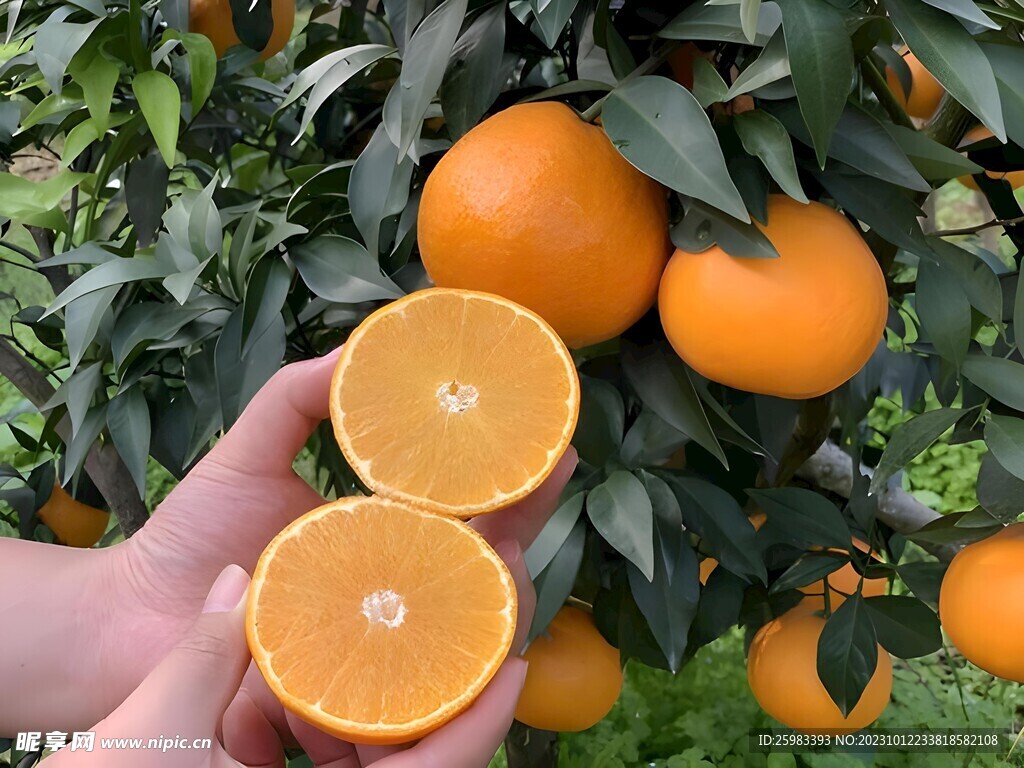 橙子