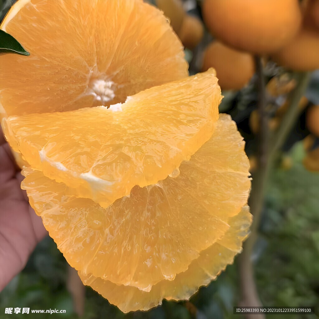 橙子