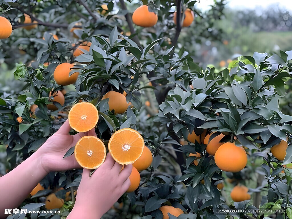 橙子
