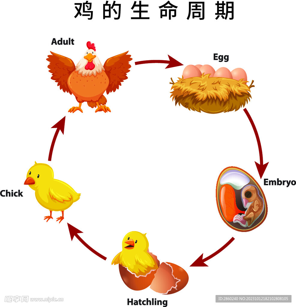 鸡的一生 