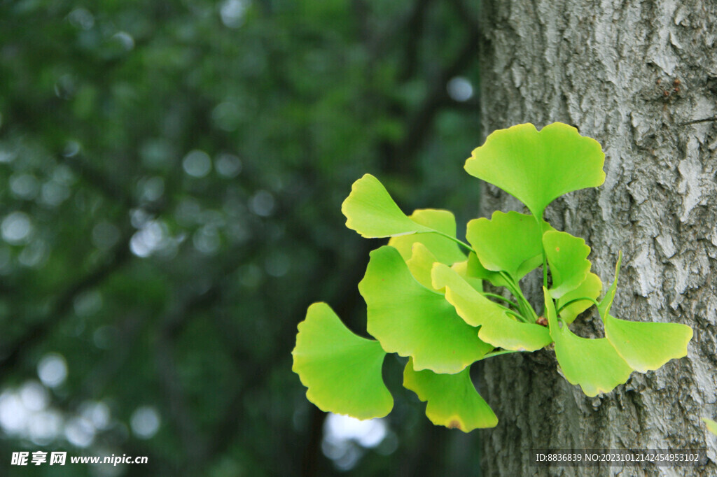银杏叶