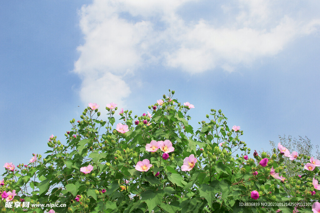 晴空