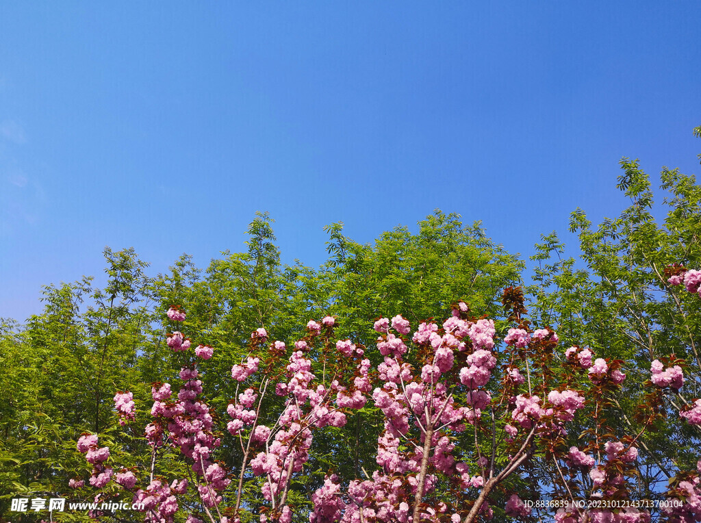 蓝天花朵