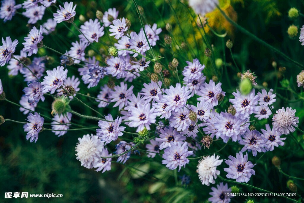 小菊花