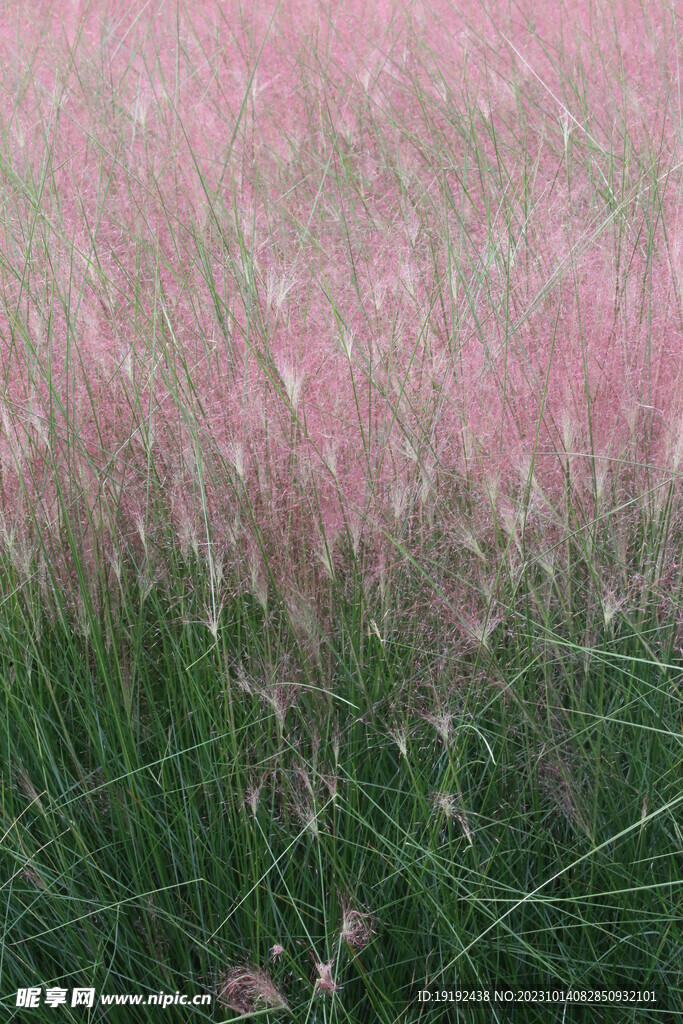 粉黛乱子草
