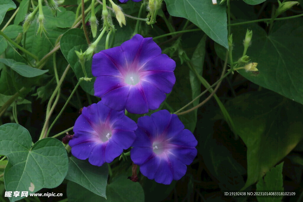牵牛花