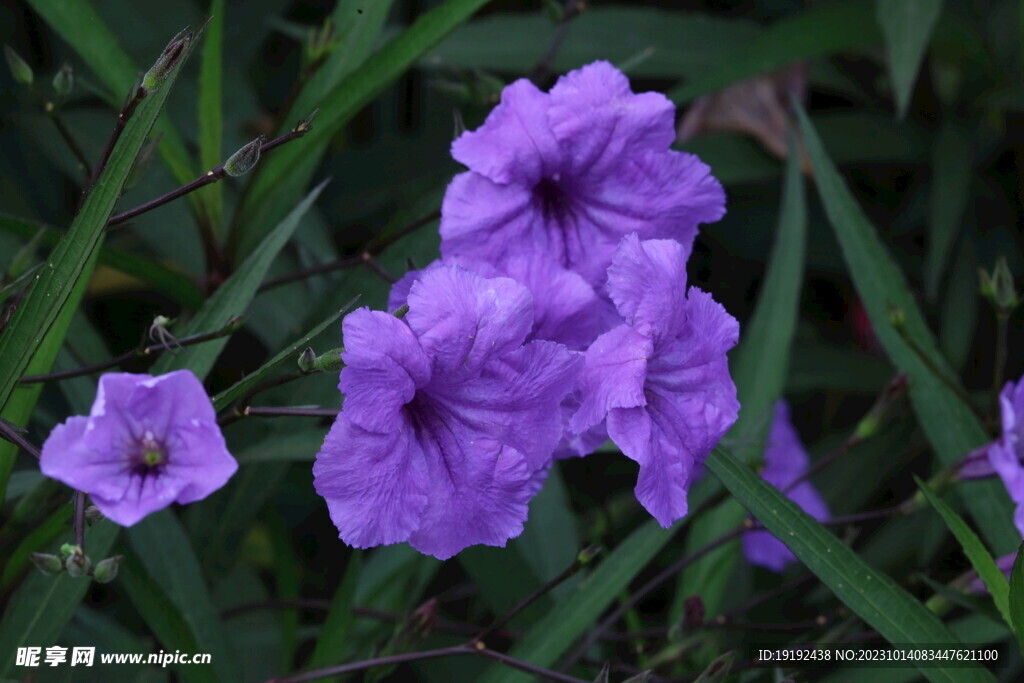 蓝花草 