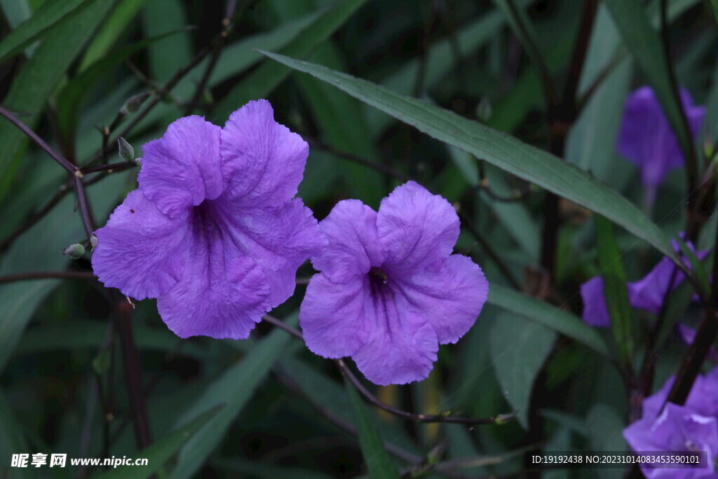 蓝花草
