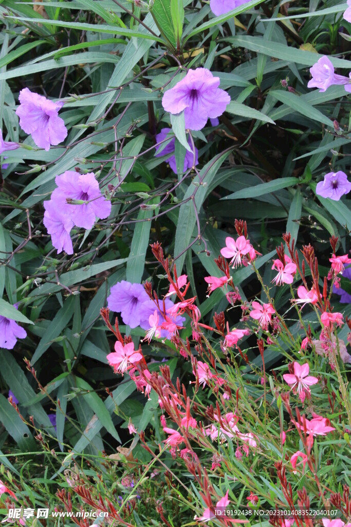 蓝花草
