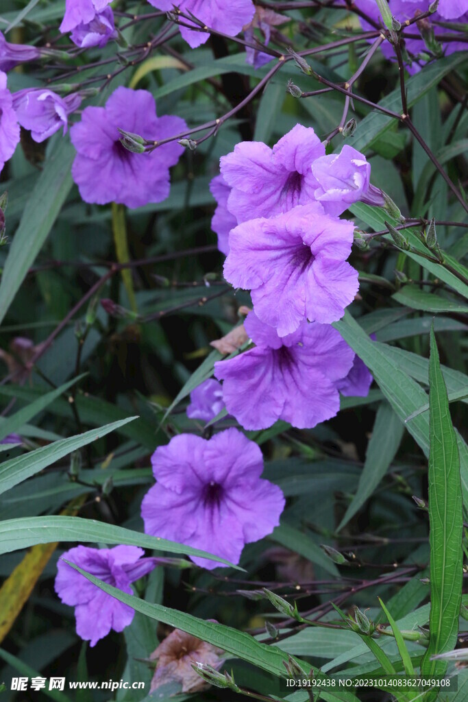 蓝花草 