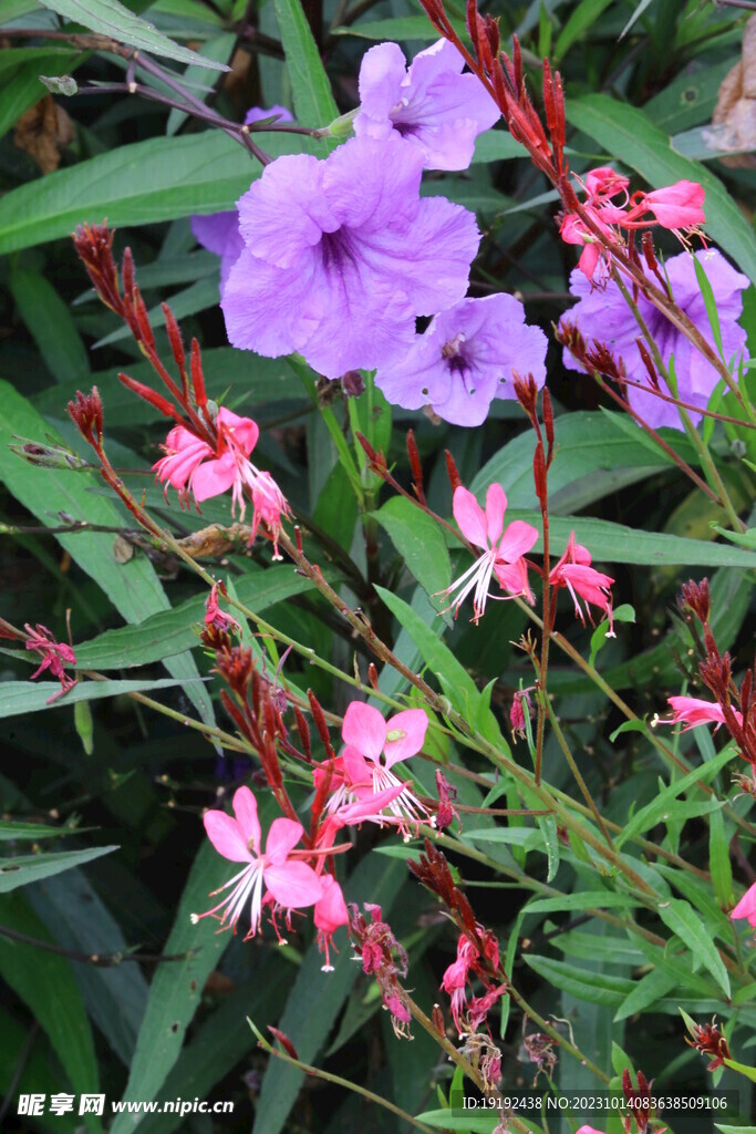 蓝花草