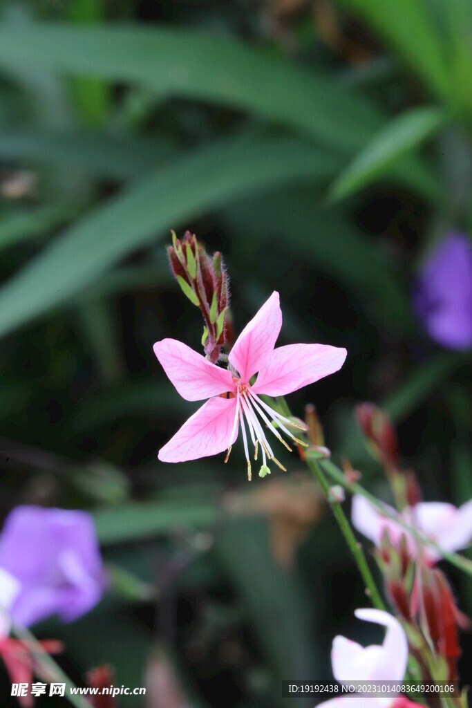 山桃草