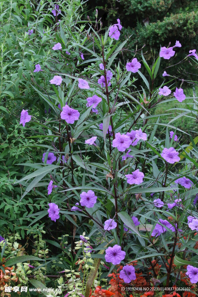 蓝花草