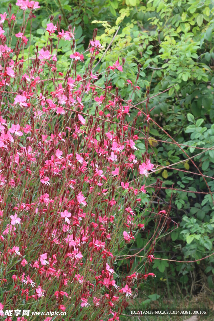 山桃草