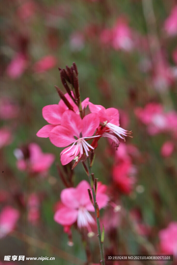 山桃草
