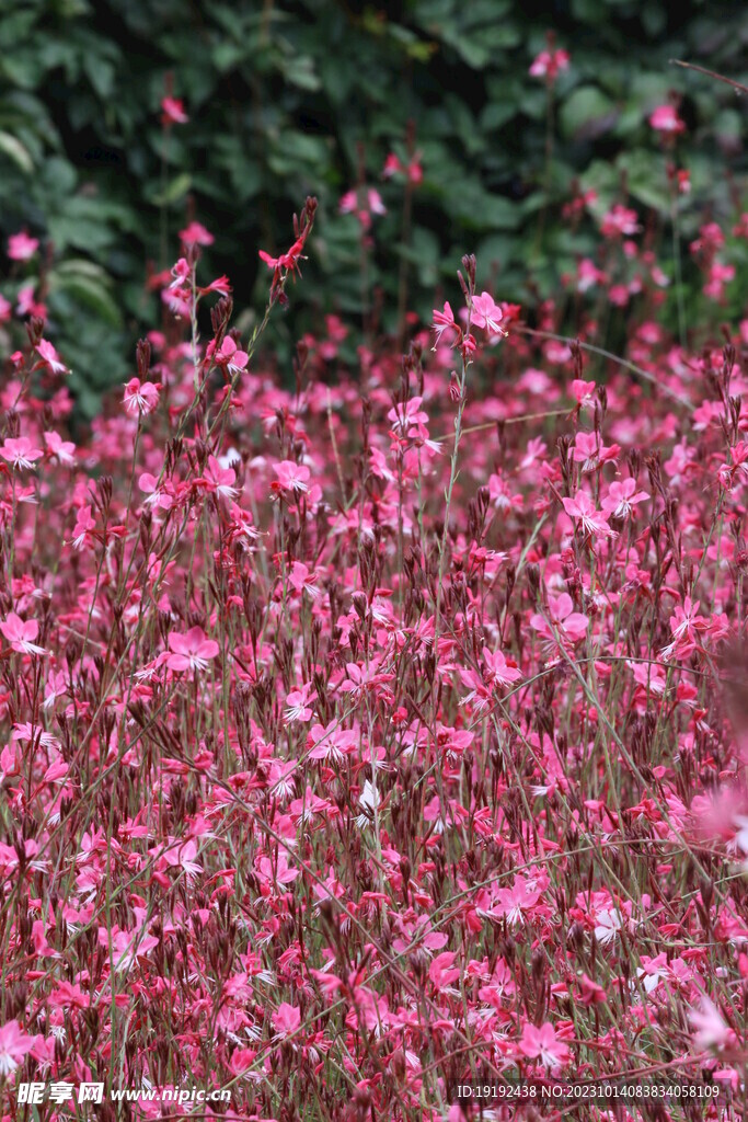 山桃草 