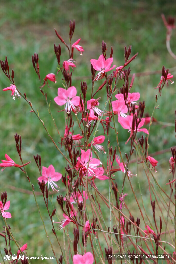 山桃草