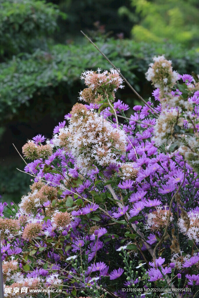  园林花草 