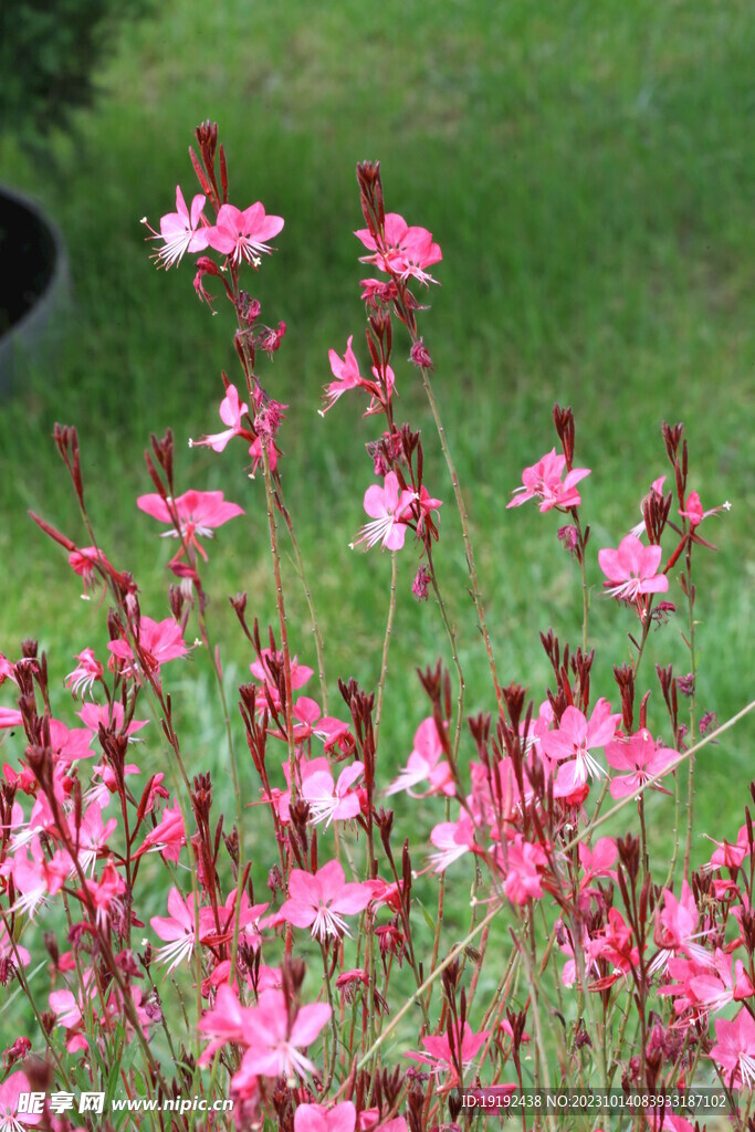 山桃草
