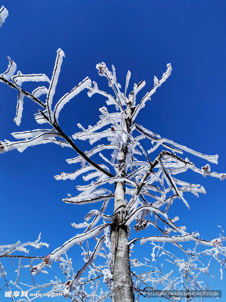 雪树 雪景  自然景观 冰柱