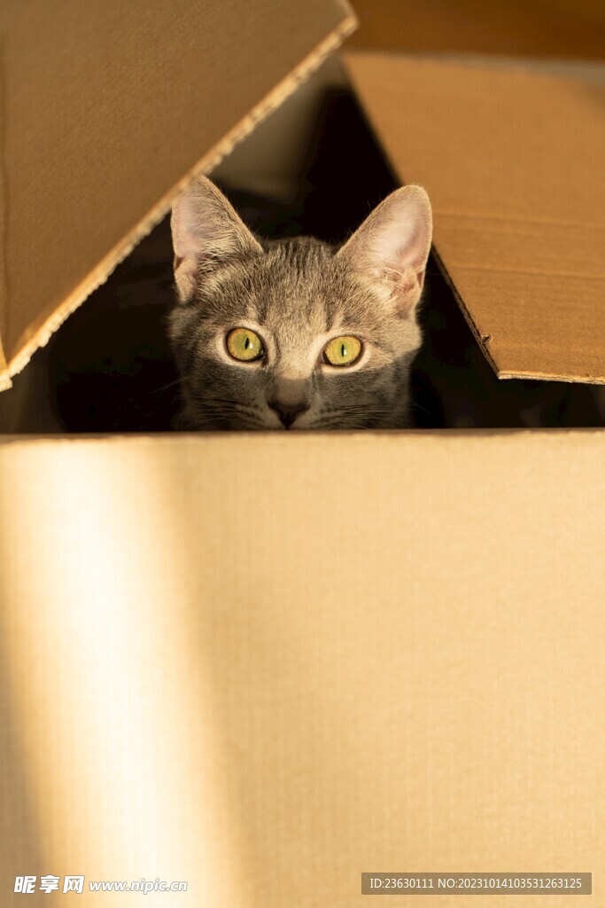 箱子里的猫咪