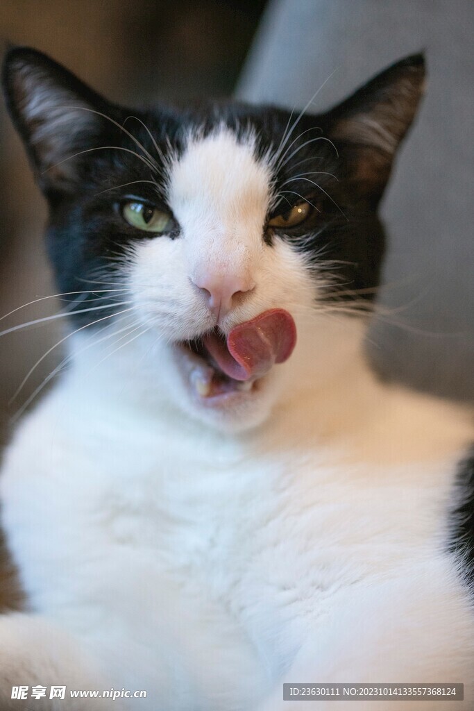 奶牛猫