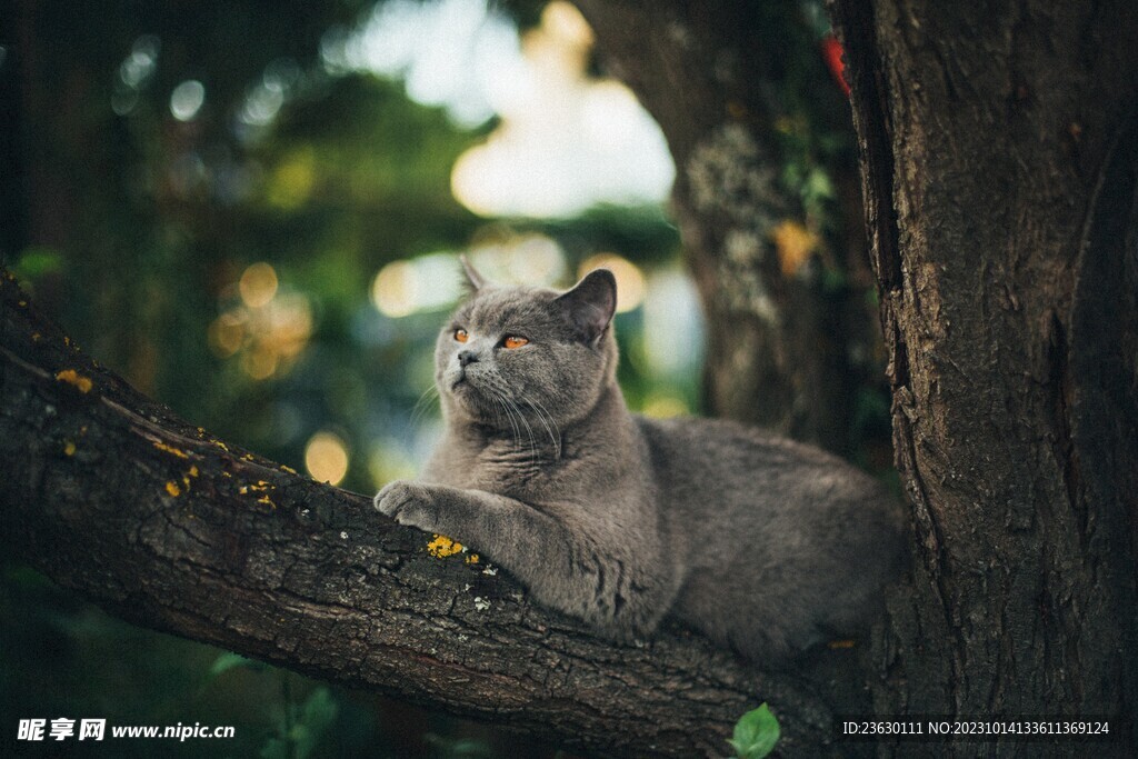 树上的猫咪