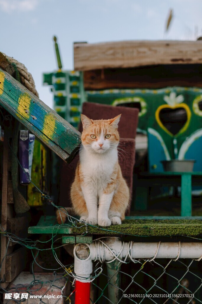 橘猫