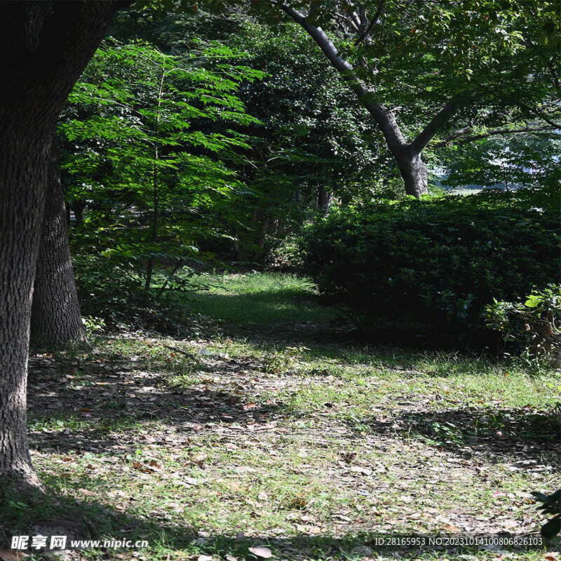 林间落叶 小路 树影 光斑