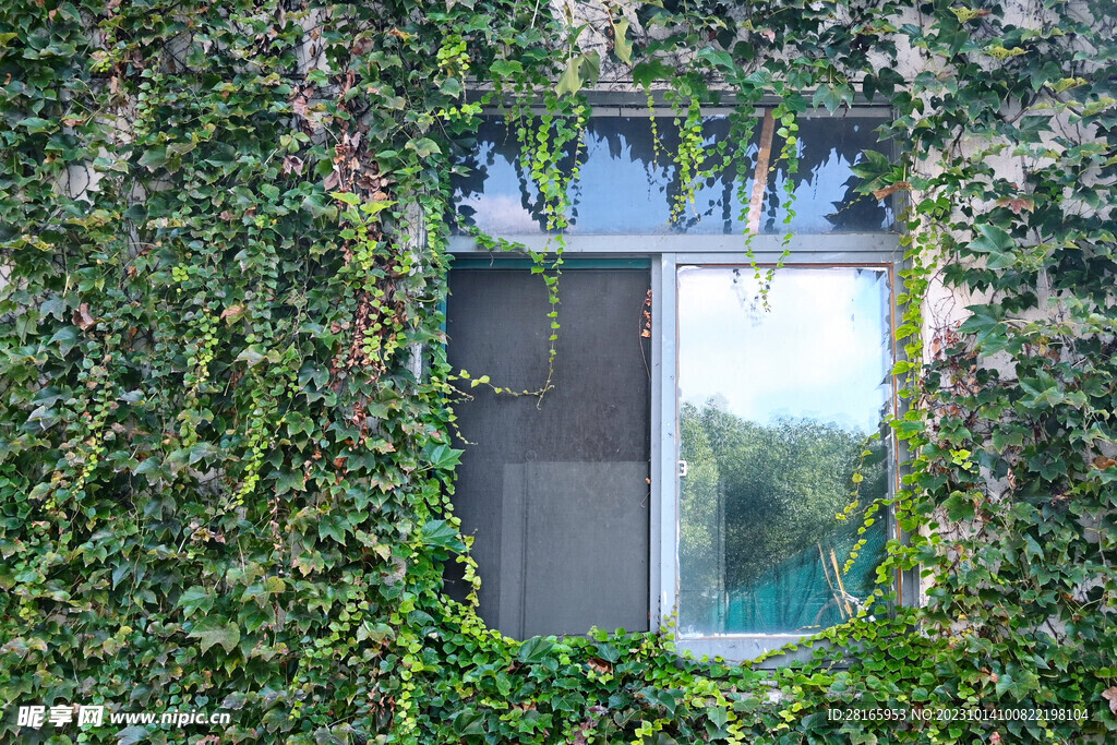 满是爬山虎的墙壁窗户