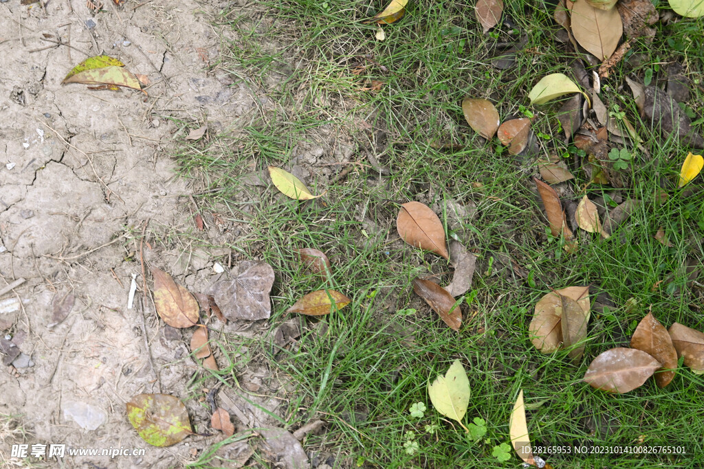 金秋落叶 树叶 地面 草地