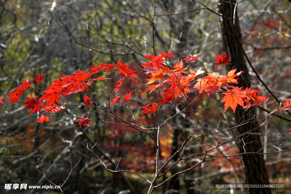 秋天山里的枫叶红叶