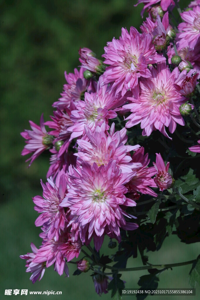 菊花