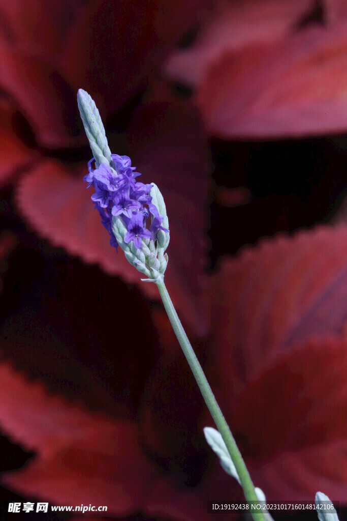 薰衣草