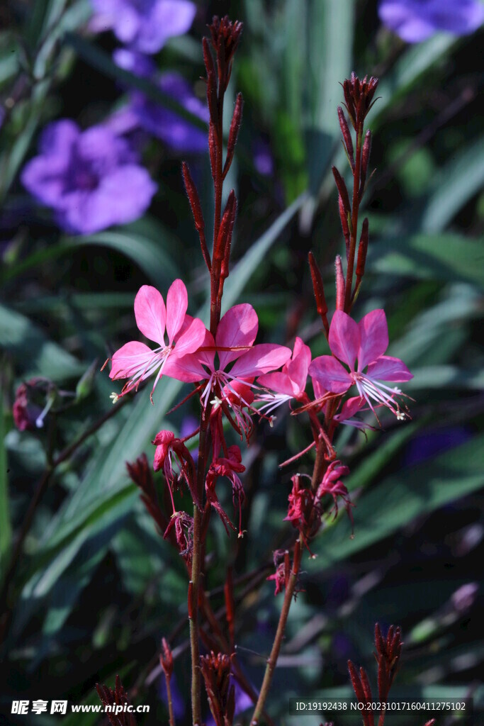 山桃草