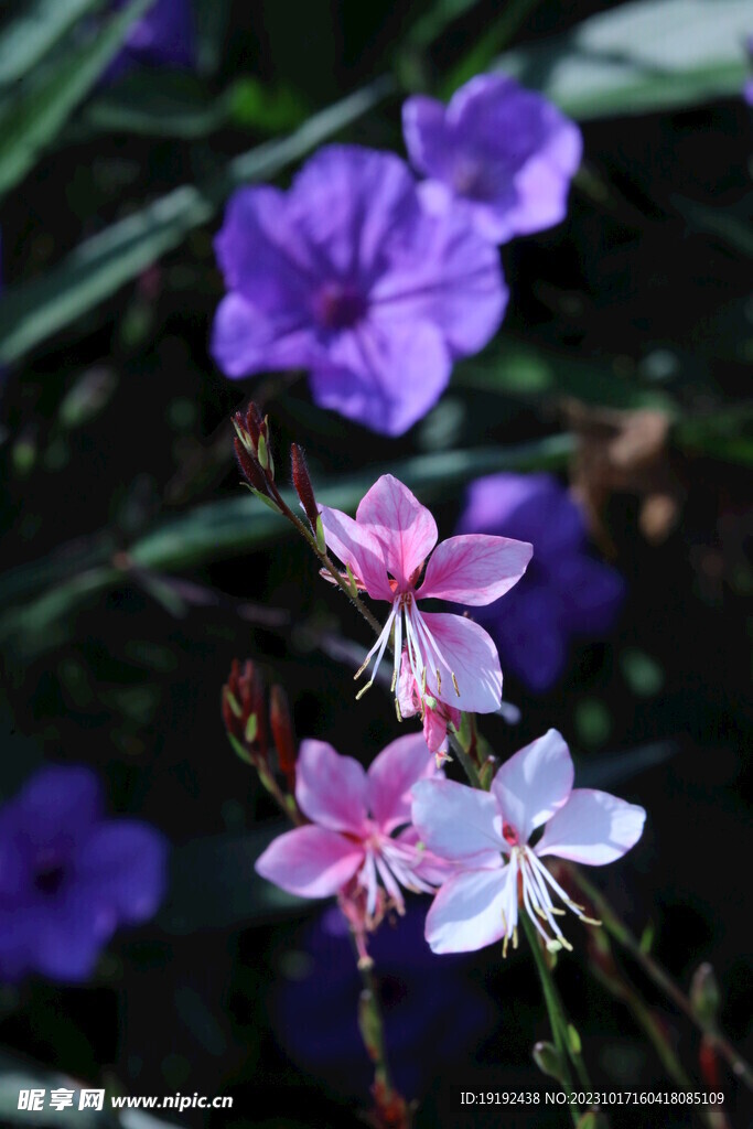 山桃草