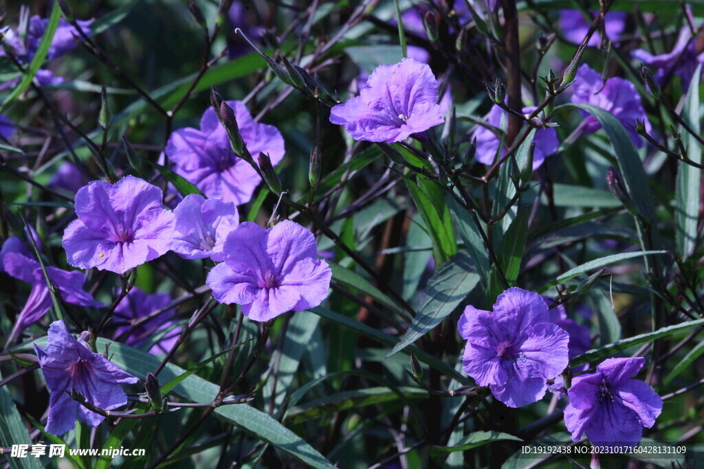 蓝花草