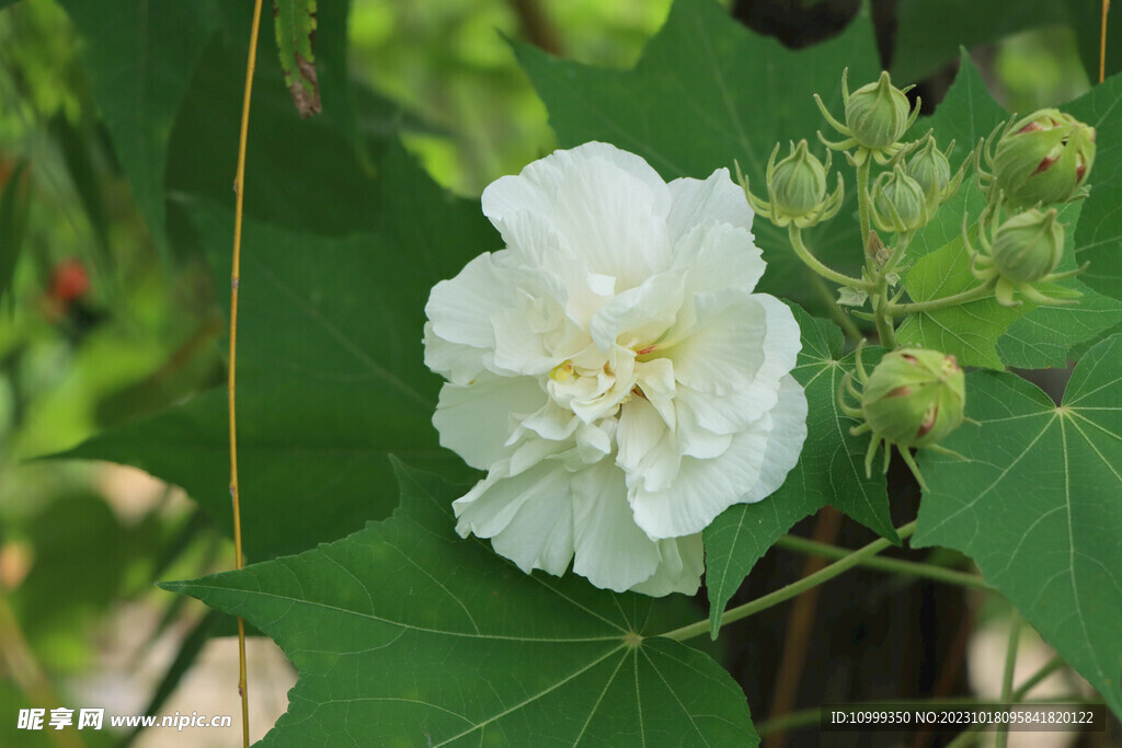 木芙蓉