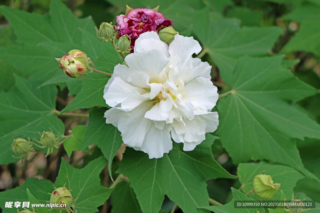 木芙蓉