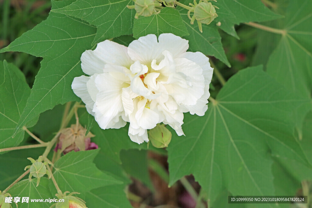 木芙蓉