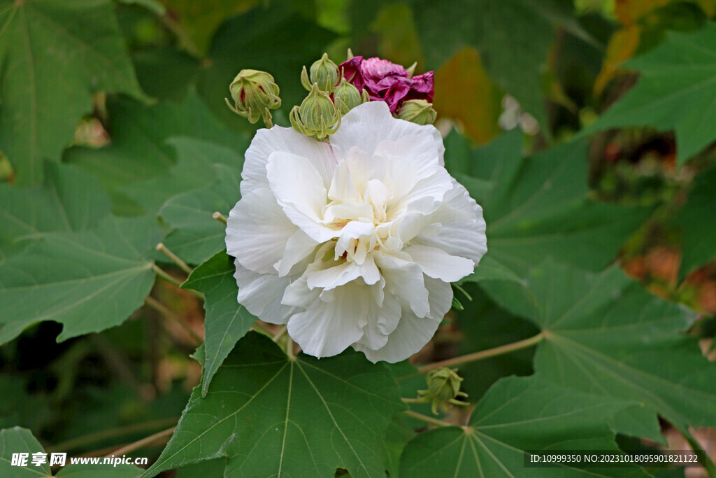 木芙蓉